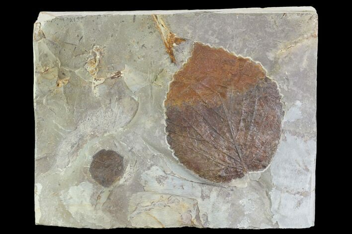 Two Fossil Leaves - Davidia And Zizyphoides - Montana #95294